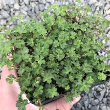 Image result for Alchemilla microbetula