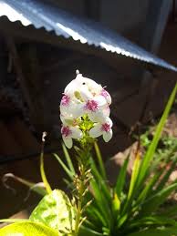 Image result for Pseuderanthemum ludovicianum