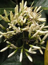 Image result for Aidia micrantha