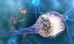 Enhanced 3D neuron imaging could diagnose brain disease