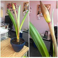 Amaryllis Update Still No Flowers Almost Though The Wait Is Killing Me Gardening