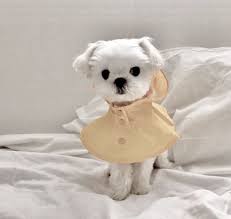 Pin By Ayca On Ulzzang Cute Baby Animals Cute Dogs Cute Dogs And Puppies