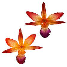 Draconis Dendrobium Orchid Earrings Handmade Real Flower Earrings Orange Dendrobium Orchids Orchid Earrings Orchids