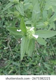 Image result for Leucas princei