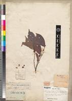 Image result for Rinorea laurentii