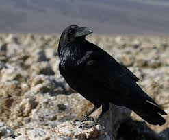 Common Birds Of The Southwest Featured Birds Common Ravens Raven Birds Southwest Travel