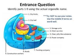 Name an animal cell which does not. Describe The Structure Of An Animal Cell Explain The Role Of The Organelles In The Animal Cell Outcomes State What A Cell Is Key Words Organelle Specialised Ppt Download