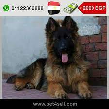 مصر القاهرة جيرمن شيبرد لونج هير وش ماسك كفوف عريضة شو لاين عمر 60 يوم جميع التطعيمات pet4sell dog lovers i love dogs dogs