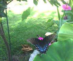 Building A Butterfly Garden North Carolina Cooperative Extension