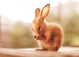 Praying Bunny Null Rabbit Pictures Cute Animals Animals