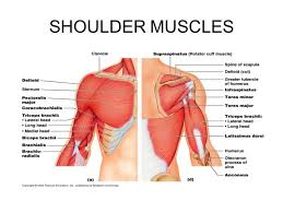The shoulder muscles bridge the transitions from the torso into the head/neck area and into the uppe. Shoulder Muscles Diagram List Of Shoulder Muscles Graph Diagram The Shoulder Anatomy Includes The Anterior Lateral Posterior Deltoids Plus The Rotator Cuff Amina Brinker