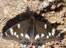 Image result for Limenitis populi