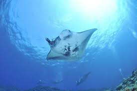 They flap their wings to propel them through the water. Manta Rays Vs Stingrays Here S The Difference Wildlife Informer