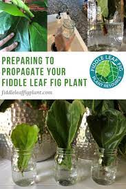 If You Ve Decided You D Like To Propagate A Fiddle Leaf Fig Plant There S No Time Like The Present The Best Ti Fig Plant Fiddle Leaf Fig Fiddle Leaf Fig Care