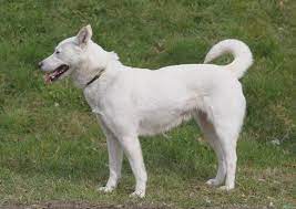 Riesige sammlung, hervorragende auswahl, mehr als 100 mio. Korea Jindo Dog Charakter Haltung Pflege Zooplus