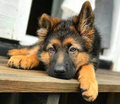 First recognized by the akc in 1908, it ranks 2nd on the list of most registered breeds in the united states of america. Feeding A German Shepherd Puppy When A Pet As Endearing As A German By Dog Universum Medium