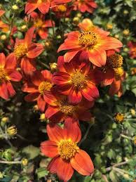 Image result for Bidens baumii