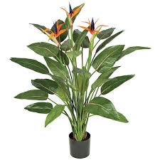 White Bird Of Paradise Propagation Bird Of Paradise Plant Indoors How To Care And Grow Indoors Guide Birds Of Paradise Plant Paradise Plant Plants
