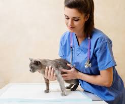 Whitish foam is formed in the empty stomach: 6 Reasons Why Your Cat Vomits White Foam Waldo S Friends