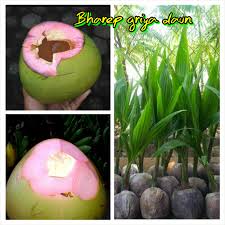 Kelapa matag adalah jenis kacukan kelapa tempatan malaya rendah (malayan dwarf) dengan tagnanan tinggi dari filipina. Jual Bibit Kelapa Wulung Unggul Kota Metro Ladang Bibitku Tokopedia