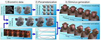 GitHub - Phenomenal-Cat/MF3D-Tools: Tools for use with the Macaque Face 3D  stimulus set - a parameterized digital 3D model of the Rhesus macaque face
