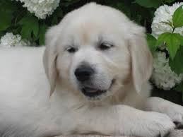 Breeders of highest quality english or european golden retrievers, specializing in service or therapy dogs with early training. English Cream Golden Retriever Puppies Health Guarantee For Sale In Crystal Michigan Classified Americanlisted Com