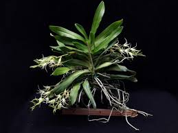 Image result for Cyrtorchis arcuata