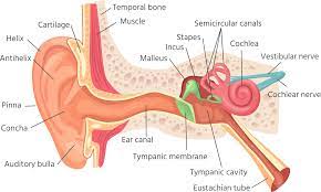 The Best Way To Clear Your Ears - Sinus Relief Center