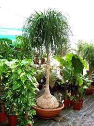 Seeds Rare Bottle Tree Nolina Elephants Foot Ponytail Palm Etsy In 2021 Plants Ponytail Palm Tree Indoor Plants