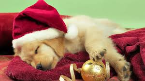 Cute Christmas Animal Wallpapers Top Free Cute Christmas Animal Backgrounds Wallpaperaccess Affordable and search from millions of royalty free images, photos and vectors.