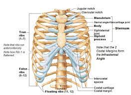 The thorax is anatomical structure supported by a skeletal framework (thoracic cage) and contains the principal organs of respiration and circulation. Thoracic Cage Rib Cage Ribs True False Sternum Biolulia European Sections
