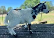 Nigerian Dwarf Goats For Sale — Prairie Creek Kids