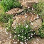 Image result for Otomeria