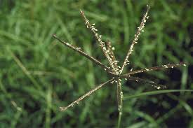 Image result for Chloris pilosa