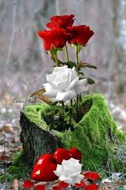 Beto Beautiful Flowers Wallpapers