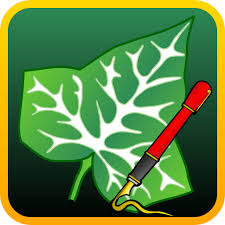 Ivy Draw Vector Drawing In 2020 Vector Drawing Ivy Draw Drawings