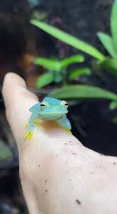 Image result for glass frog