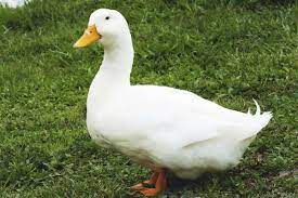 Check spelling or type a new query. Pekin Duck America S Most Popular Dual Purpose Breed