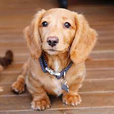 Both the smooth and long haired dachshund coats are soft to the touch, whereas the wirehaired coat feels more coarse, and can shed more than the other two coat types. Ee Red Long Haired Miniature Dachshund Dachshund Puppy Long Haired Dachshund Red Dachshund