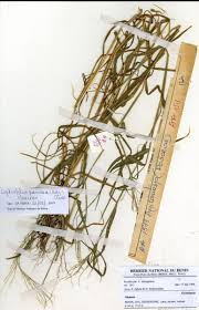 Image result for Leptochloa panicea