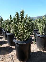 Image result for Austrocylindropuntia