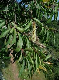 Image result for Faurea rochetiana