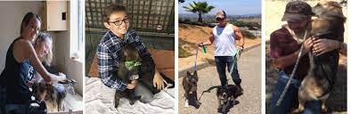 Rescue dog adoptions san diego. Get Involved With Aussie Rescue San Diego Friends Aussie Rescue San Diego