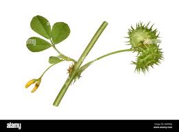 Image result for Medicago polymorpha