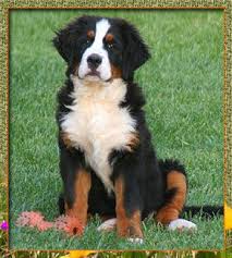 We are located in southern indiana near louisville, ky. Pin On Dawgs