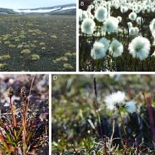 We also deliver to missoula, bozeman, kalispell, hamilton and across usa. Pdf Survey Of The Vascular Plants Of Alert Ellesmere Island Canada A Polar Desert At The Northern Tip Of The Americas