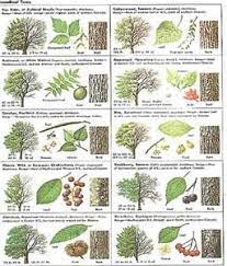 Complete List Of Trees In Texas Your Austin Community