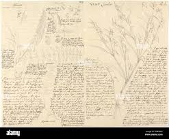 Image result for Astragalus atropilosulus