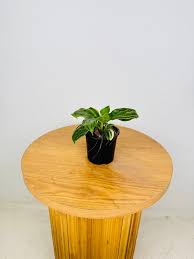 Image result for Palisota