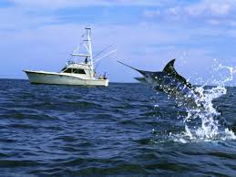 We've gathered more than 5 million images uploaded by our users and sorted them by the most popular ones. Marlin With Fishing Boat In Background Photographic Print Art Com